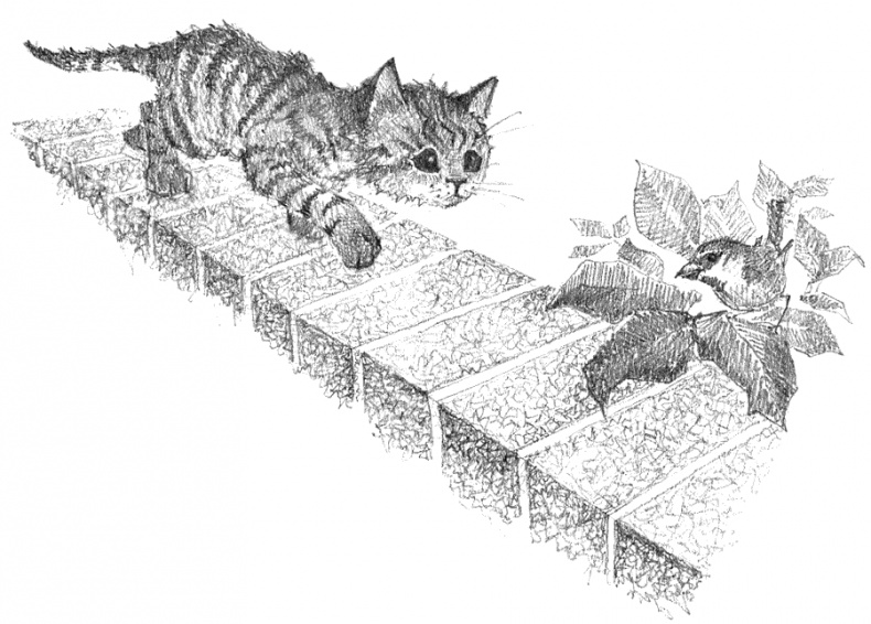 Иллюстрация к книге — Котёнок Тигр, или Искатель приключений [i_034.jpg]