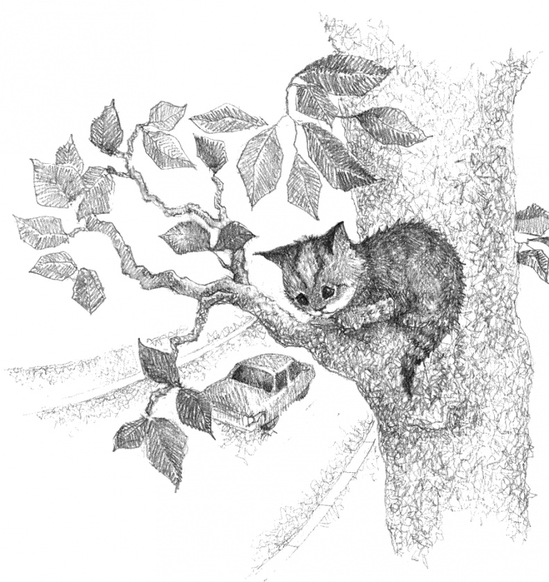 Иллюстрация к книге — Котёнок Тигр, или Искатель приключений [i_041.jpg]