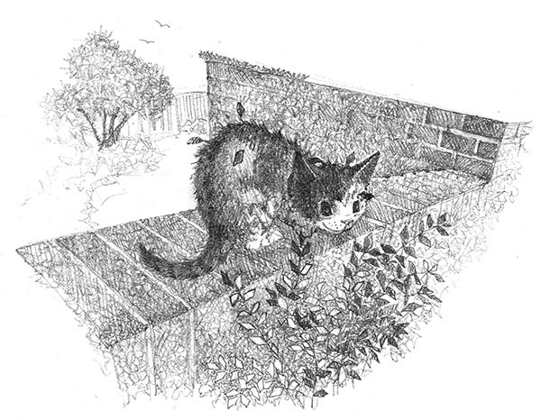 Иллюстрация к книге — Котёнок Клео, или Путешествие непоседы [i_007.jpg]