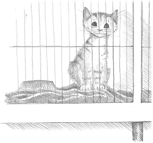 Иллюстрация к книге — Котёнок Сильвер, или Полосатый храбрец [_15.jpg]