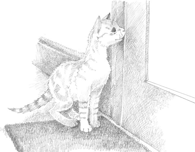 Иллюстрация к книге — Котёнок Сильвер, или Полосатый храбрец [_29.jpg]