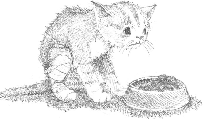 Иллюстрация к книге — Котёнок Сильвер, или Полосатый храбрец [_9.jpg]