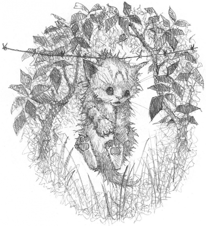 Иллюстрация к книге — Котёнок Веснушка, или Как научиться помогать [i_006.jpg]