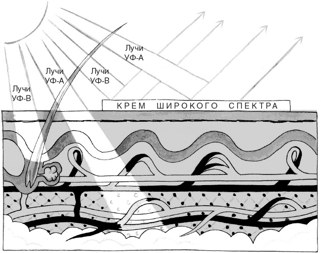 Иллюстрация к книге — Кожа: орган, в котором я живу [i_039.jpg]