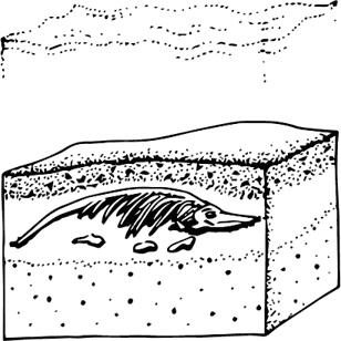 Иллюстрация к книге — Палеонтология антрополога. Книга 1. Докембрий и палеозой [i_003.jpg]