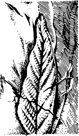 Иллюстрация к книге — Палеонтология антрополога. Книга 1. Докембрий и палеозой [i_008.jpg]