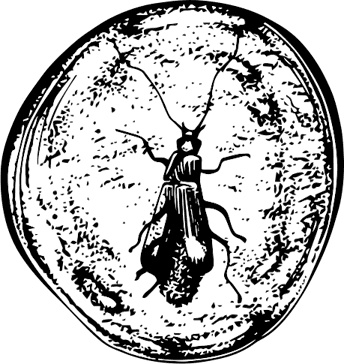 Иллюстрация к книге — Палеонтология антрополога. Книга 1. Докембрий и палеозой [i_010.jpg]