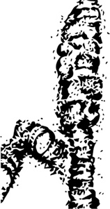 Иллюстрация к книге — Палеонтология антрополога. Книга 1. Докембрий и палеозой [i_019.jpg]