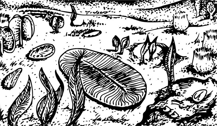 Иллюстрация к книге — Палеонтология антрополога. Книга 1. Докембрий и палеозой [i_021.jpg]