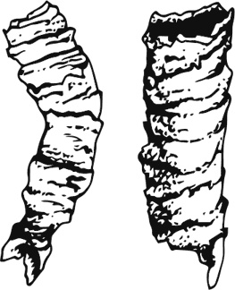 Иллюстрация к книге — Палеонтология антрополога. Книга 1. Докембрий и палеозой [i_022.jpg]