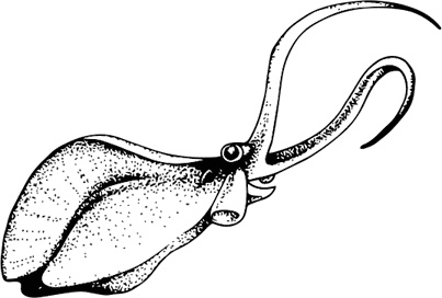 Иллюстрация к книге — Палеонтология антрополога. Книга 1. Докембрий и палеозой [i_025.jpg]