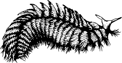 Иллюстрация к книге — Палеонтология антрополога. Книга 1. Докембрий и палеозой [i_027.jpg]