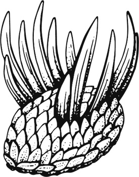 Иллюстрация к книге — Палеонтология антрополога. Книга 1. Докембрий и палеозой [i_028.jpg]