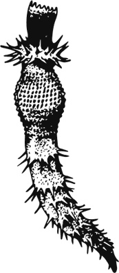 Иллюстрация к книге — Палеонтология антрополога. Книга 1. Докембрий и палеозой [i_030.jpg]