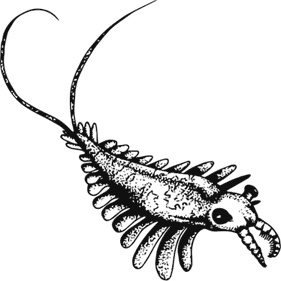 Иллюстрация к книге — Палеонтология антрополога. Книга 1. Докембрий и палеозой [i_032.jpg]