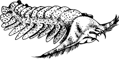 Иллюстрация к книге — Палеонтология антрополога. Книга 1. Докембрий и палеозой [i_033.jpg]