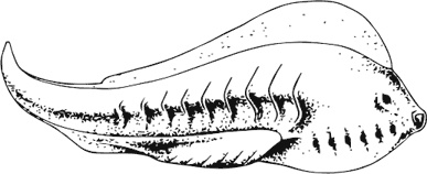 Иллюстрация к книге — Палеонтология антрополога. Книга 1. Докембрий и палеозой [i_039.jpg]