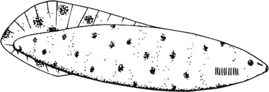 Иллюстрация к книге — Палеонтология антрополога. Книга 1. Докембрий и палеозой [i_040.jpg]