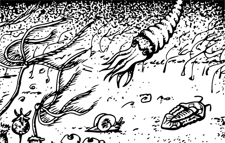 Иллюстрация к книге — Палеонтология антрополога. Книга 1. Докембрий и палеозой [i_042.jpg]