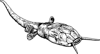 Иллюстрация к книге — Палеонтология антрополога. Книга 1. Докембрий и палеозой [i_043.jpg]