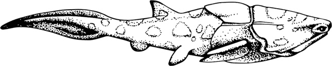 Иллюстрация к книге — Палеонтология антрополога. Книга 1. Докембрий и палеозой [i_049.jpg]