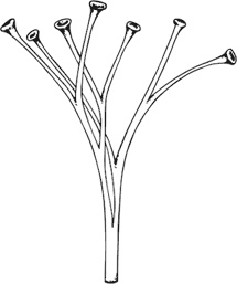 Иллюстрация к книге — Палеонтология антрополога. Книга 1. Докембрий и палеозой [i_052.jpg]