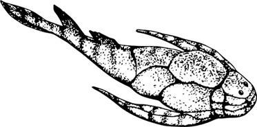 Иллюстрация к книге — Палеонтология антрополога. Книга 1. Докембрий и палеозой [i_056.jpg]