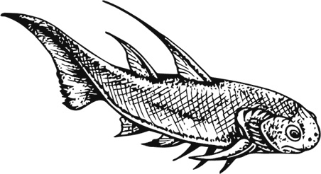 Иллюстрация к книге — Палеонтология антрополога. Книга 1. Докембрий и палеозой [i_057.jpg]