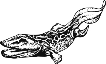 Иллюстрация к книге — Палеонтология антрополога. Книга 1. Докембрий и палеозой [i_058.jpg]