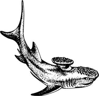 Иллюстрация к книге — Палеонтология антрополога. Книга 1. Докембрий и палеозой [i_060.jpg]