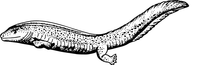 Иллюстрация к книге — Палеонтология антрополога. Книга 1. Докембрий и палеозой [i_062.jpg]