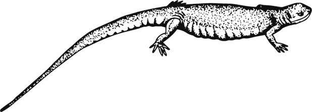 Иллюстрация к книге — Палеонтология антрополога. Книга 1. Докембрий и палеозой [i_063.jpg]