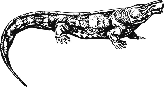 Иллюстрация к книге — Палеонтология антрополога. Книга 1. Докембрий и палеозой [i_071.jpg]