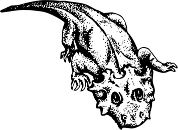 Иллюстрация к книге — Палеонтология антрополога. Книга 1. Докембрий и палеозой [i_072.jpg]