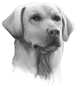 Иллюстрация к книге — Дорога к дому [i_023.jpg]