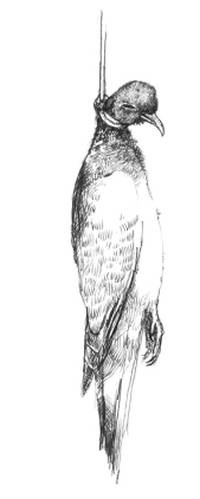 Иллюстрация к книге — Кроха [i_013.jpg]