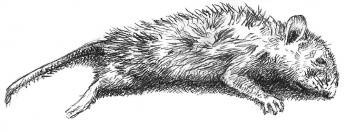 Иллюстрация к книге — Кроха [i_031.jpg]