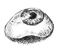 Иллюстрация к книге — Кроха [i_032.jpg]