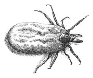 Иллюстрация к книге — Кроха [i_049.jpg]