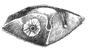 Иллюстрация к книге — Кроха [i_101.jpg]