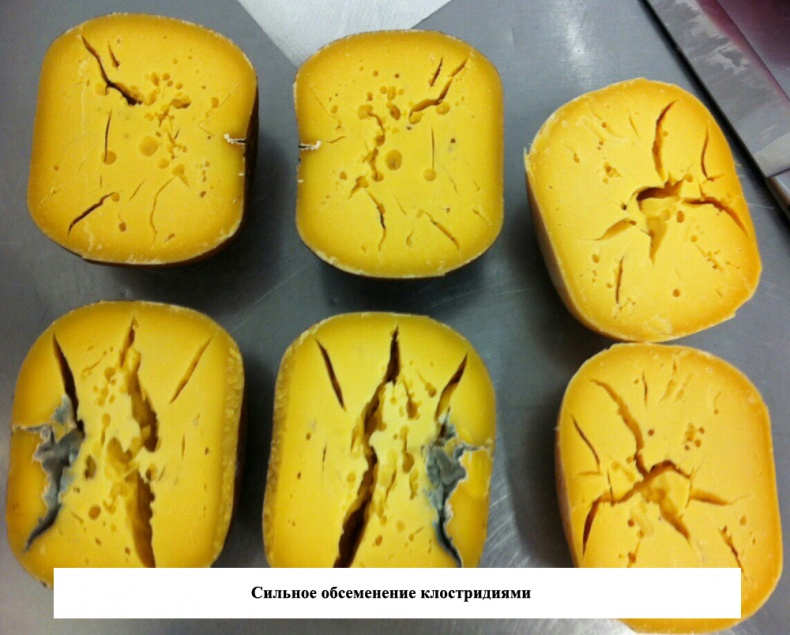 Иллюстрация к книге — Современное сыроделие для всех. Часть первая  [_14.jpg]