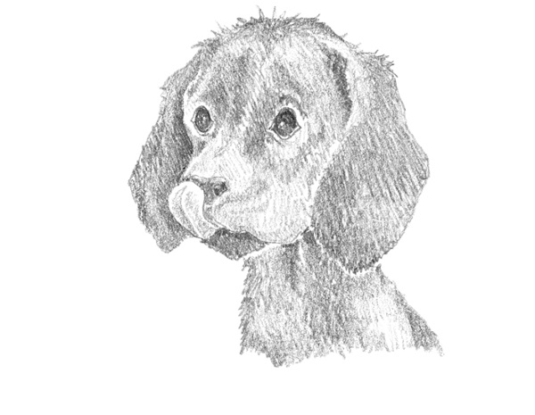 Иллюстрация к книге — Щенок Фред, или Уплывший дом [block_00114413.jpg]