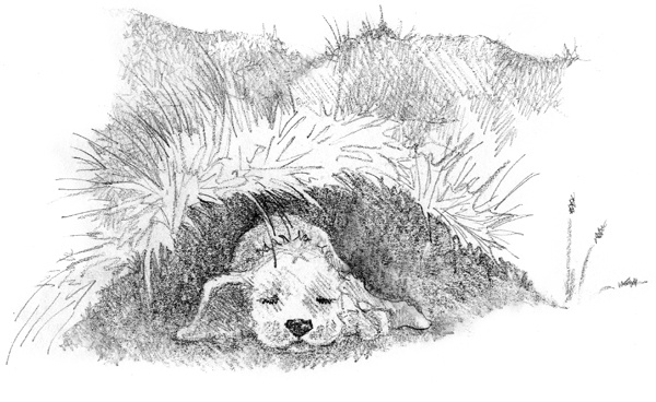 Иллюстрация к книге — Щенок Молли, или Ищу хозяйку [block_00114437.jpg]