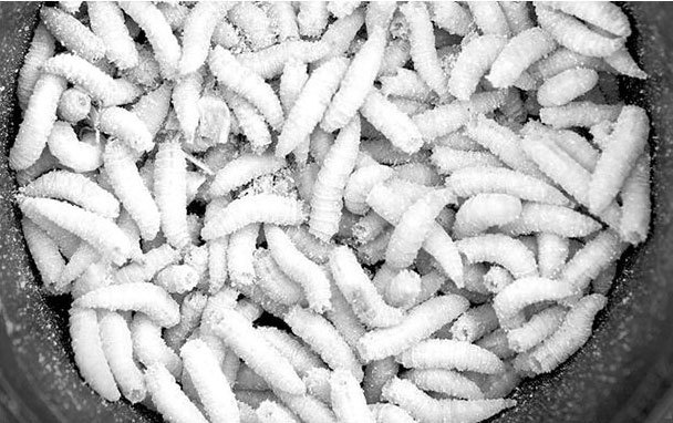 Иллюстрация к книге — Взламывая биологию [i_035.jpg]