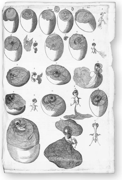 Иллюстрация к книге — Взламывая биологию [i_050.jpg]