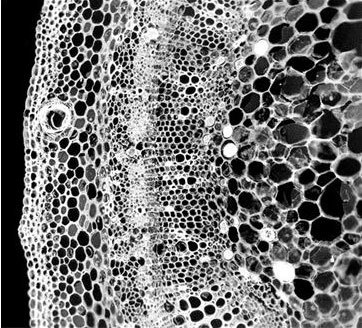 Иллюстрация к книге — Взламывая биологию [i_059.jpg]