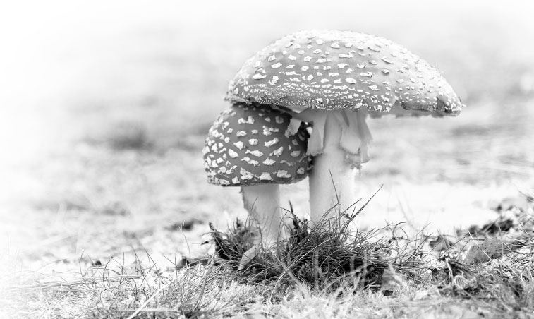 Иллюстрация к книге — Взламывая биологию [i_068.jpg]