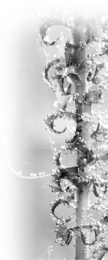 Иллюстрация к книге — Взламывая биологию [i_080.jpg]