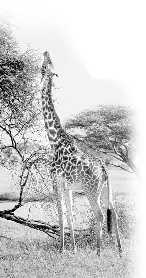 Иллюстрация к книге — Взламывая биологию [i_090.jpg]