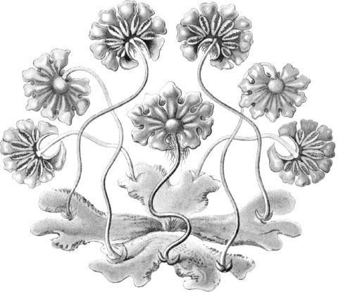 Иллюстрация к книге — Взламывая биологию [i_112.jpg]